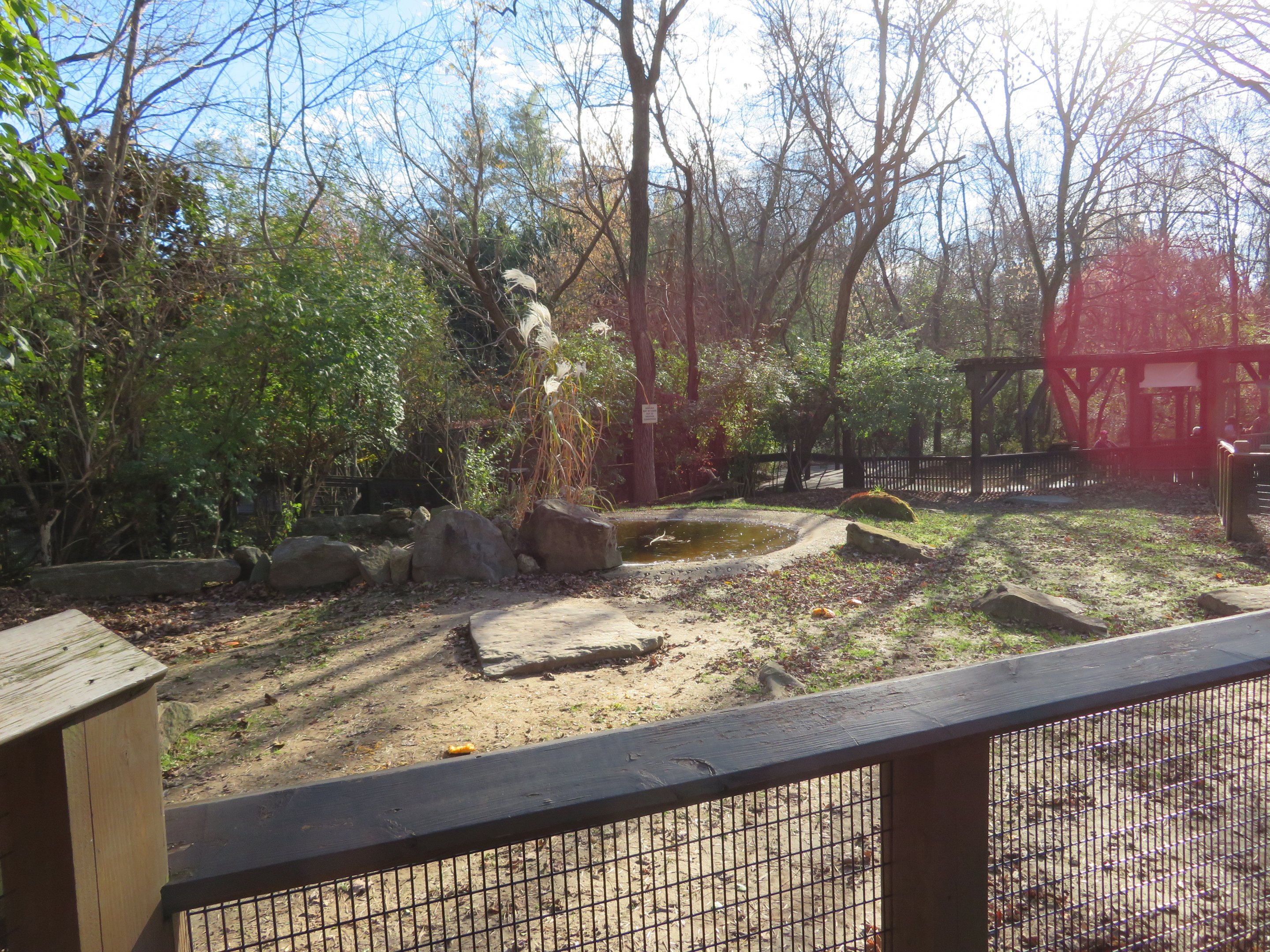 Giant Tortoise Yard