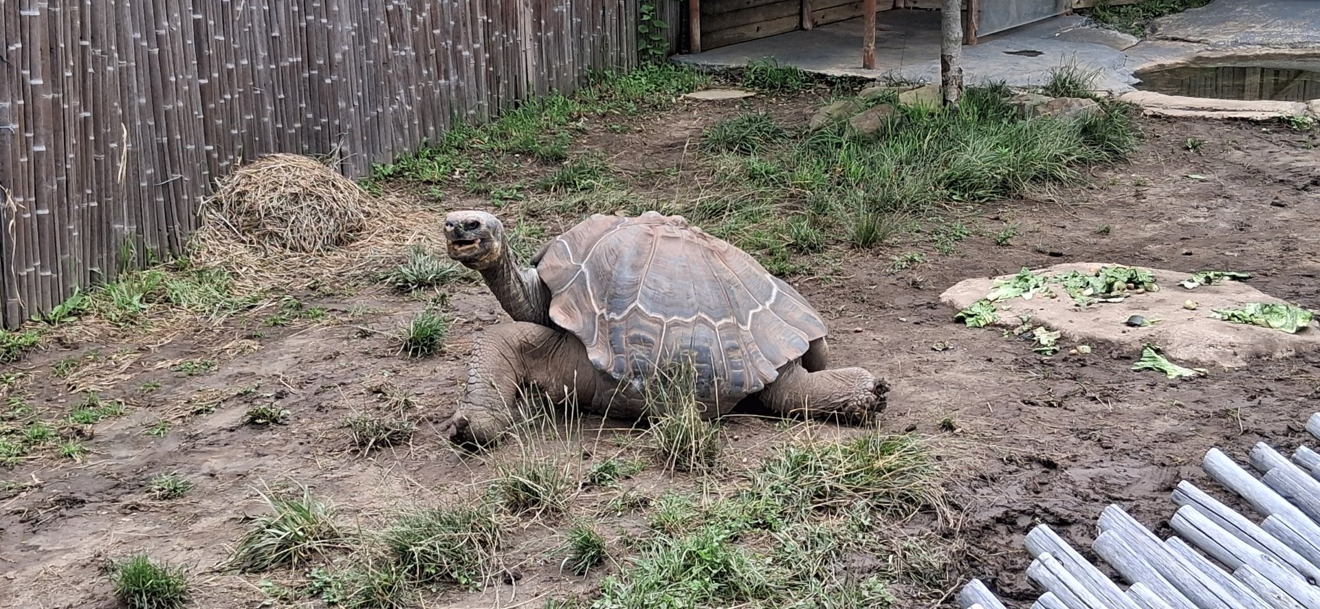 Giant tortoise yawning