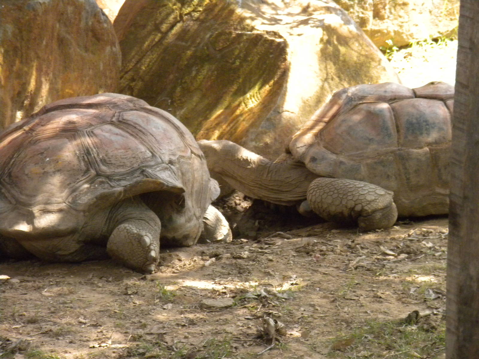Giant Tortoise