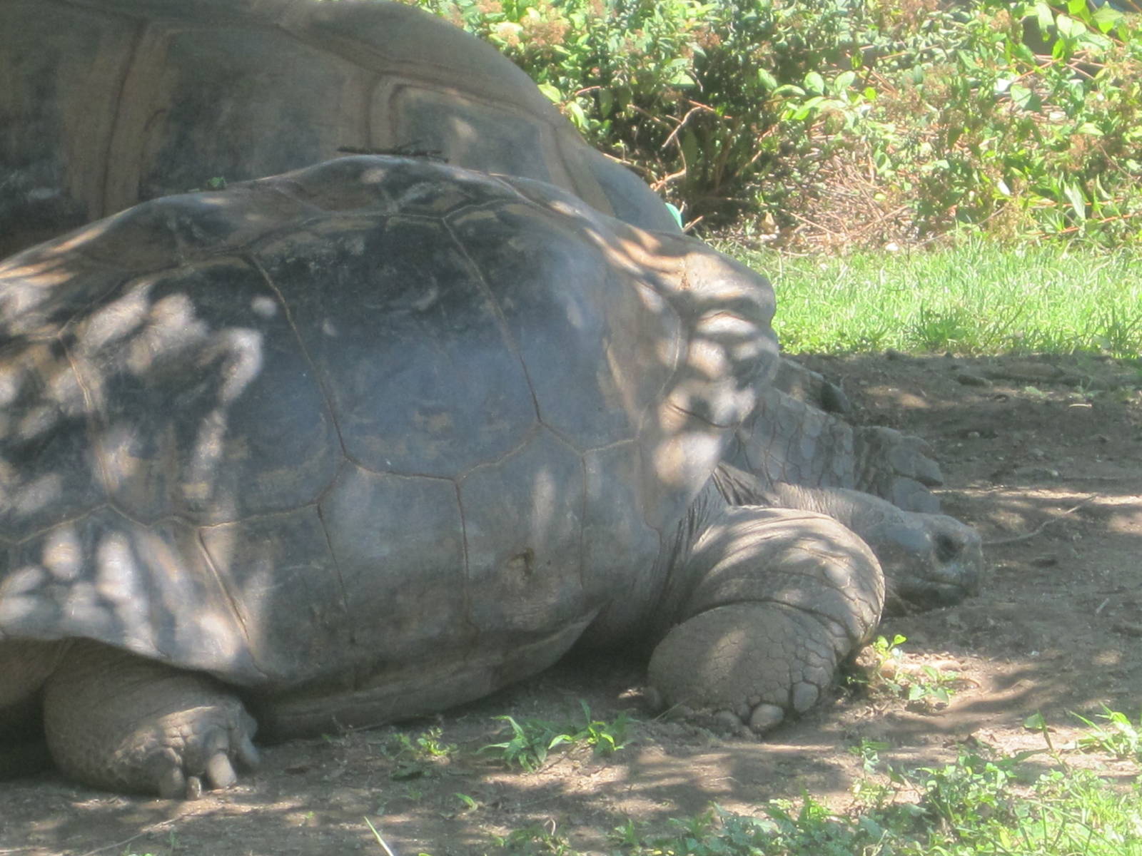 Giant Tortoise