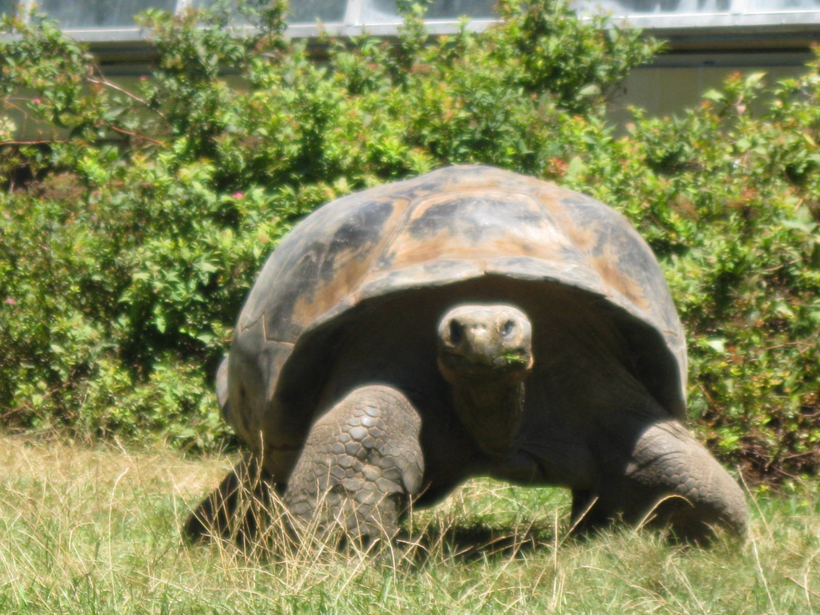 Giant Tortoise
