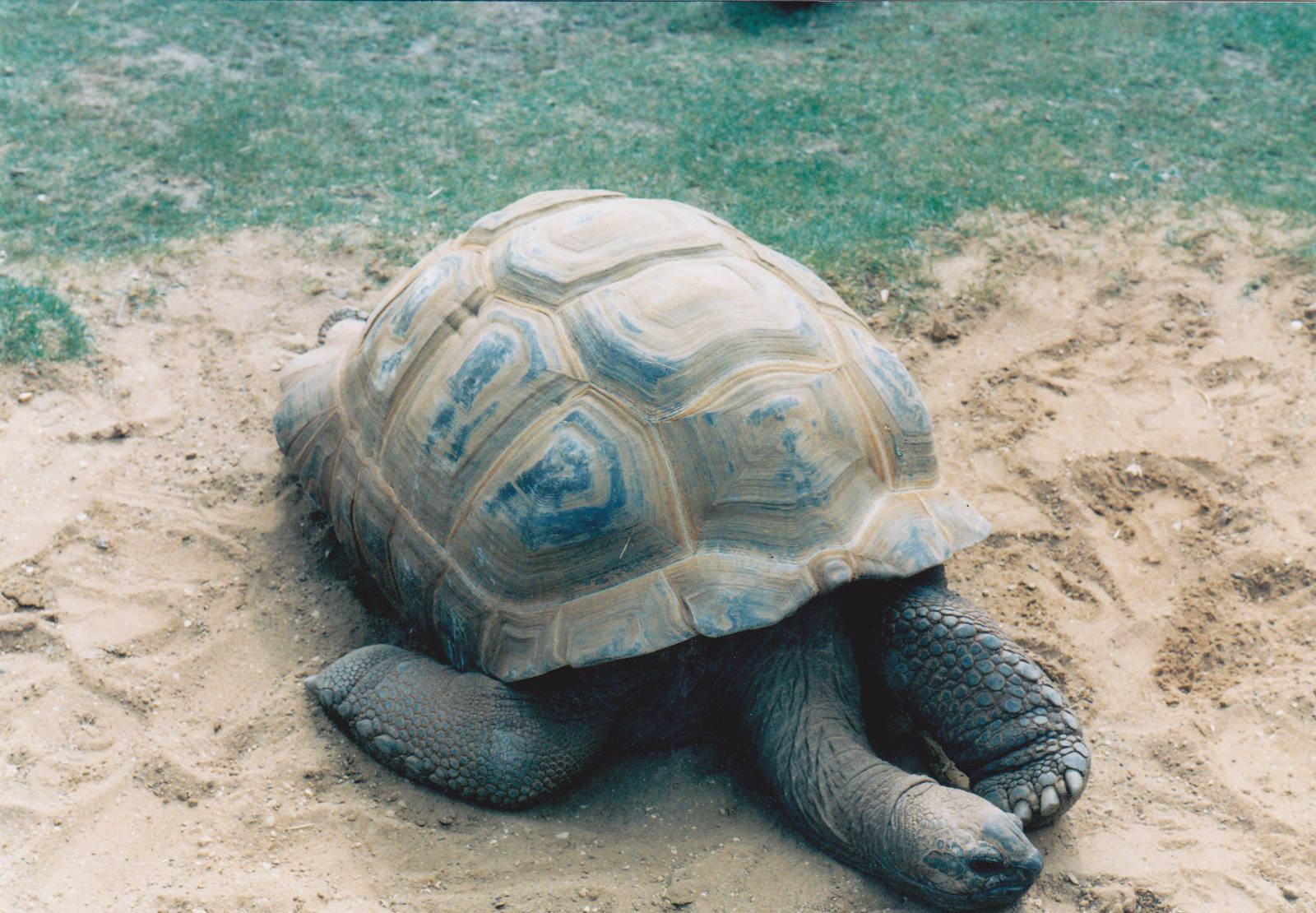 Giant tortoise.
