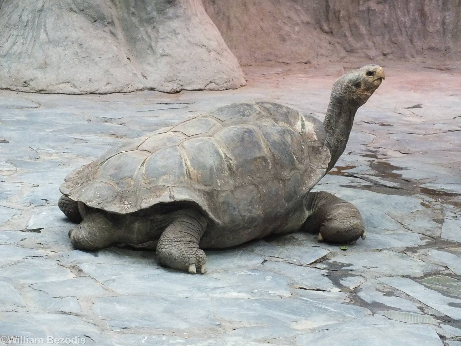 Giant Tortoise