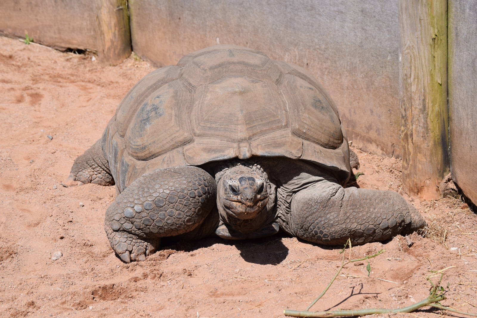 Giant Tortoise