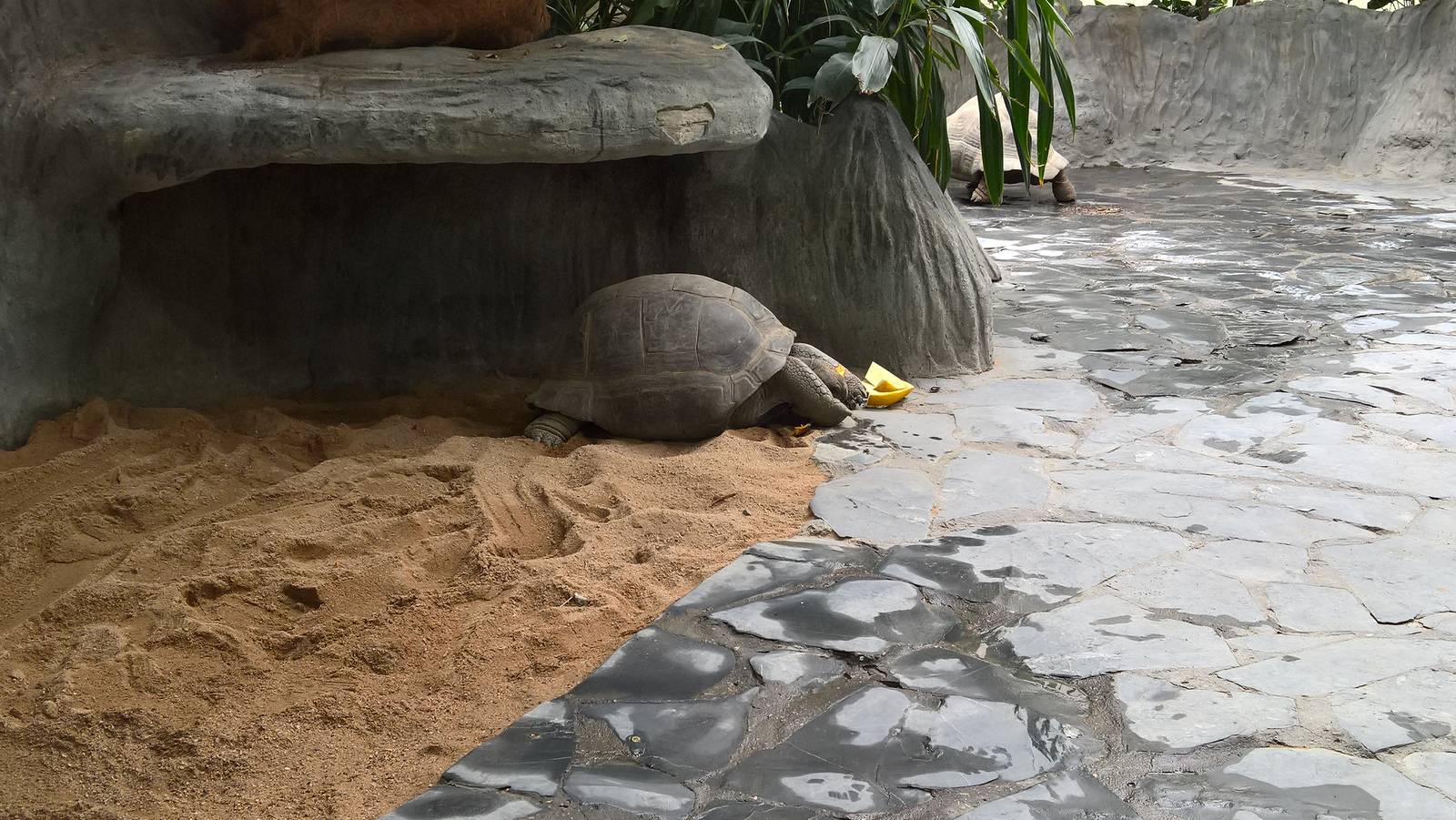 Giant tortoise