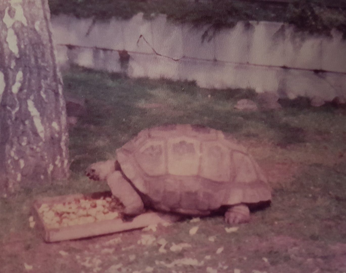 Giant Tortoise