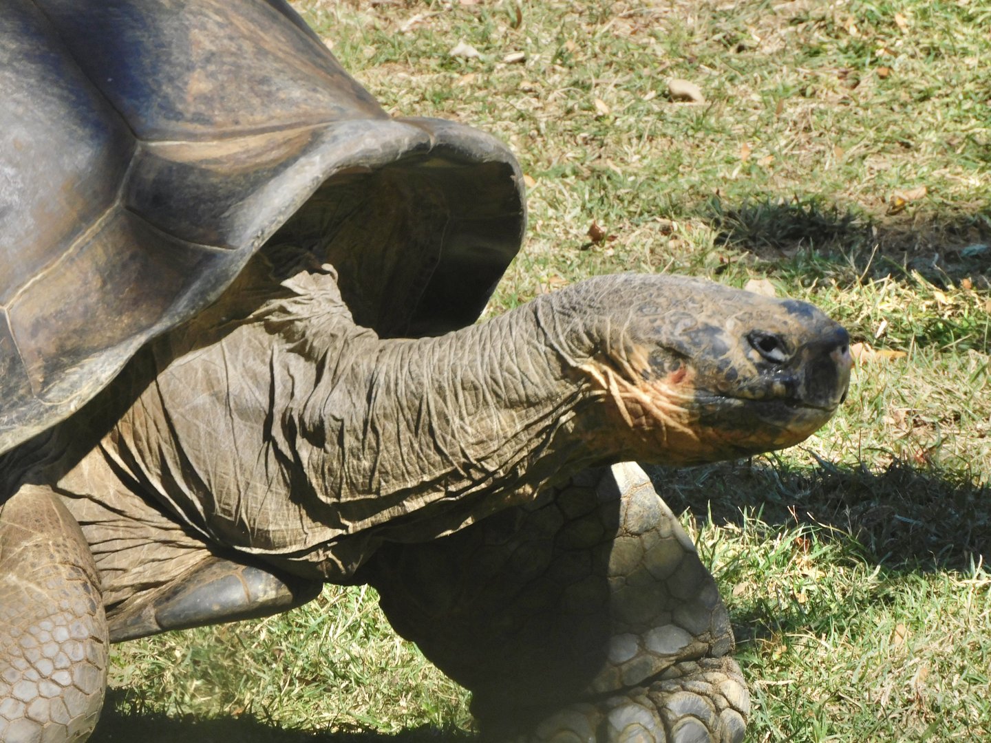Giant tortoise