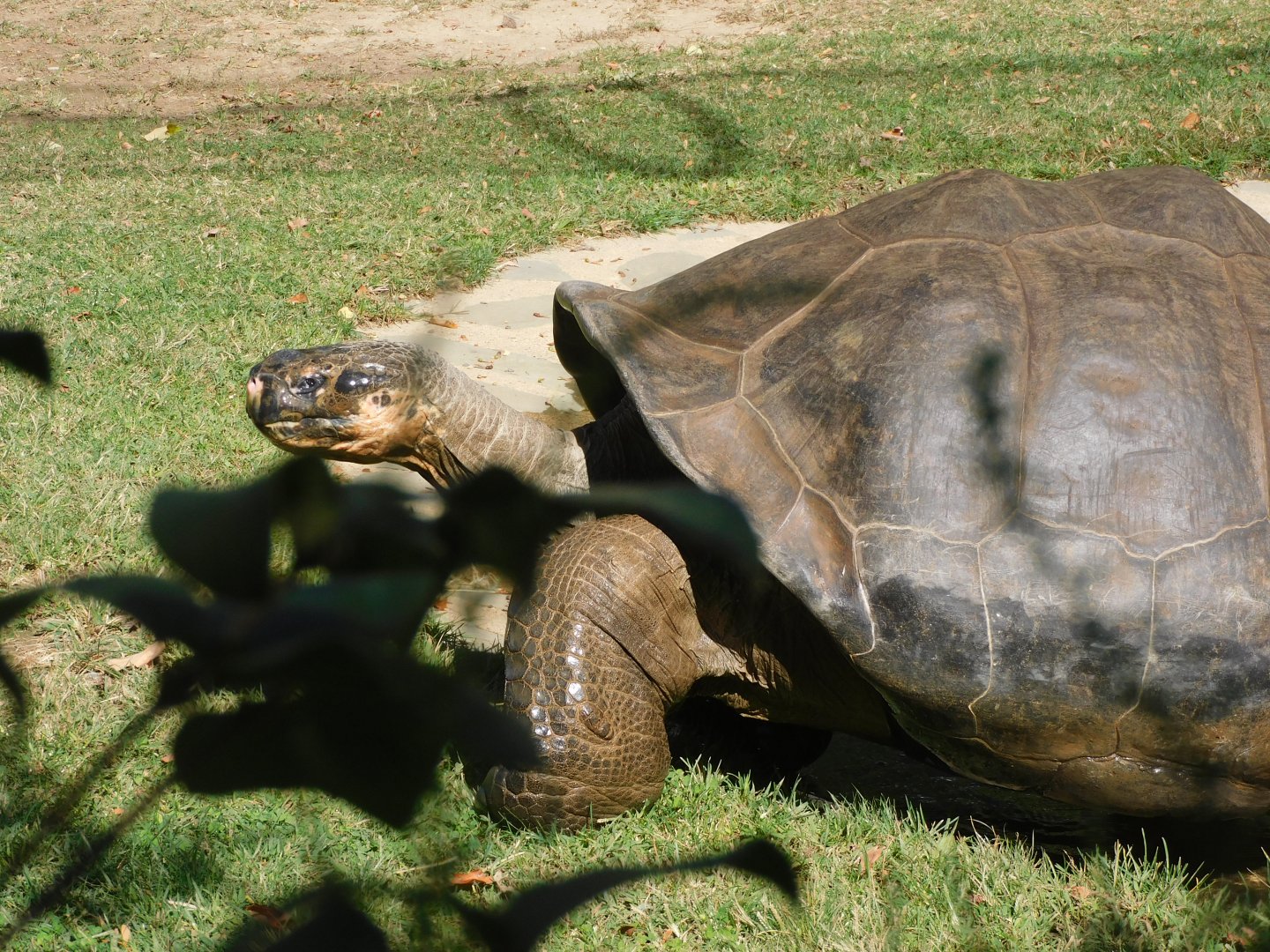 Giant tortoise