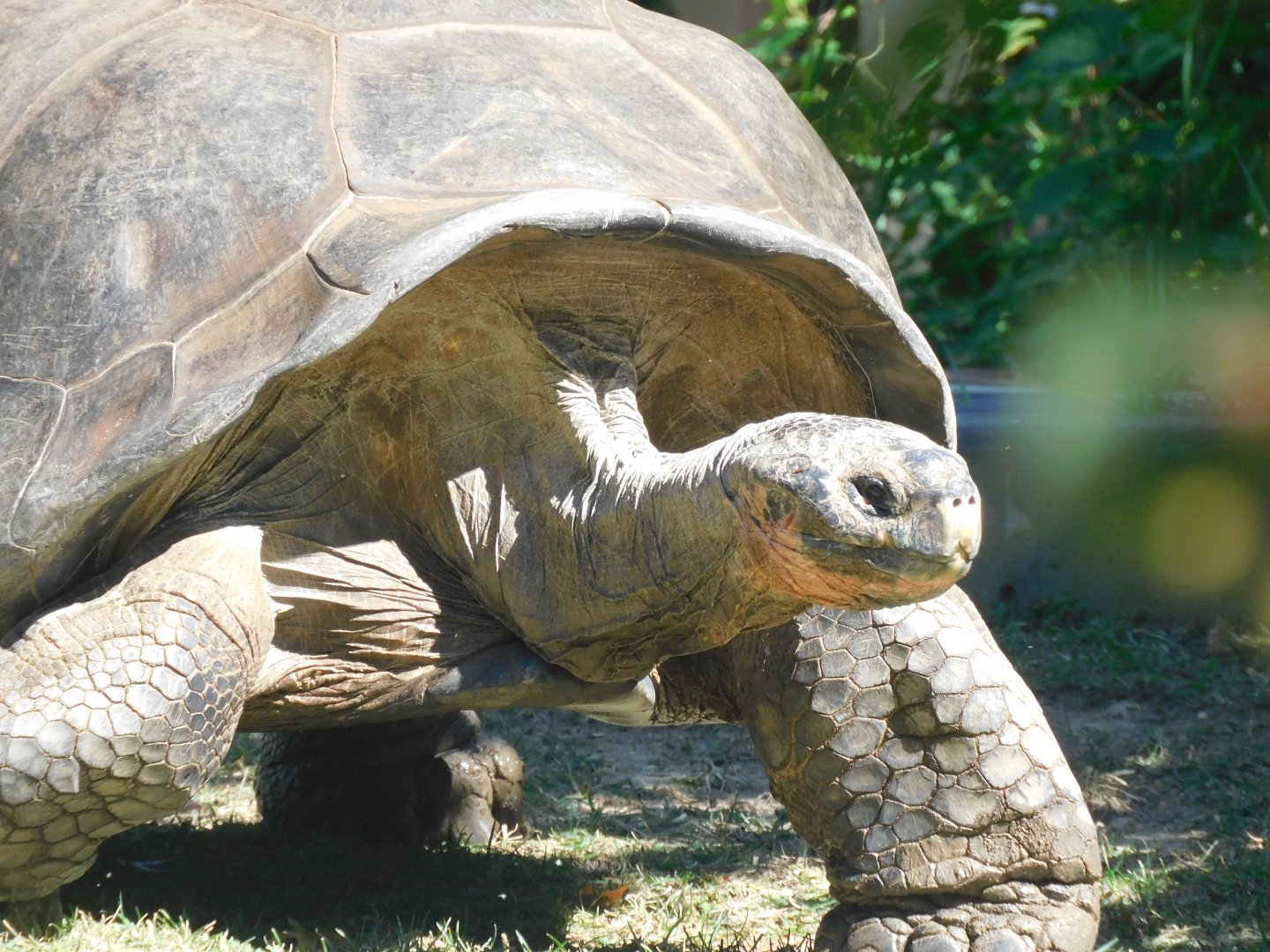 Giant tortoise