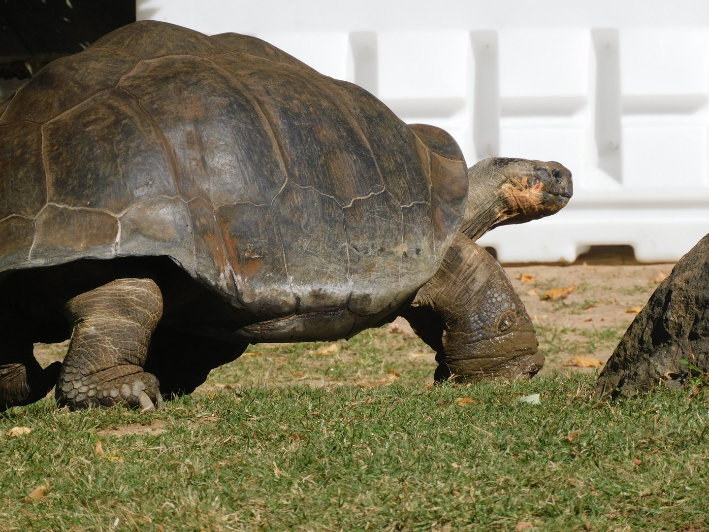 Giant tortoise