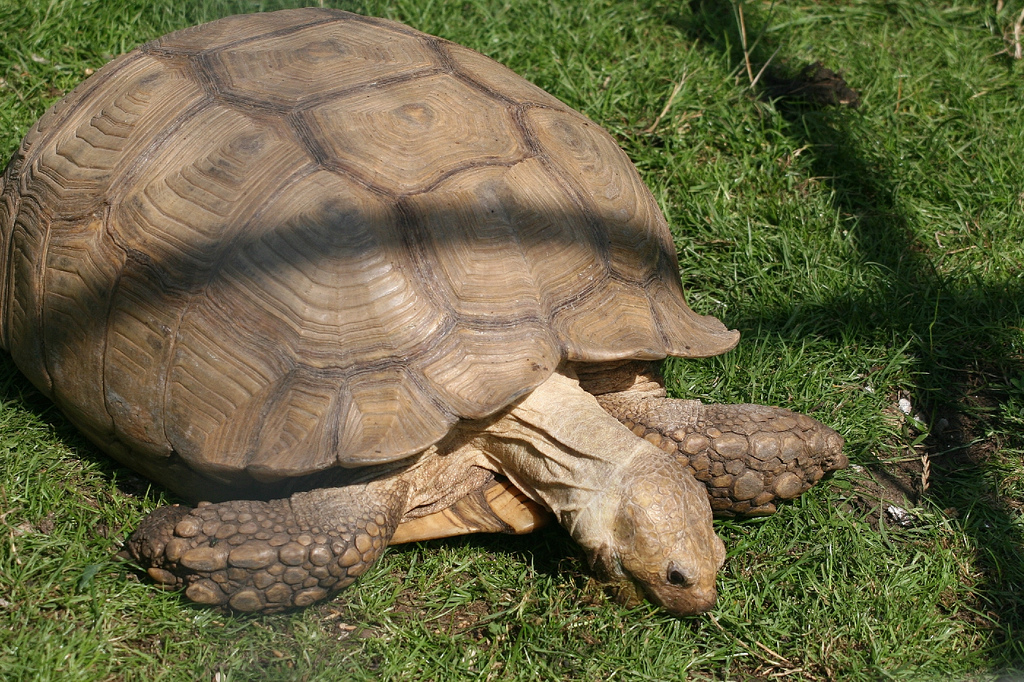 Giant tortoise