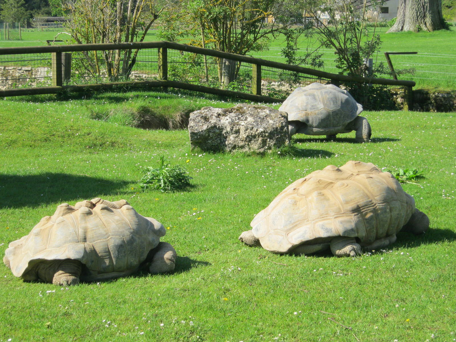 Giant Tortoises 2012