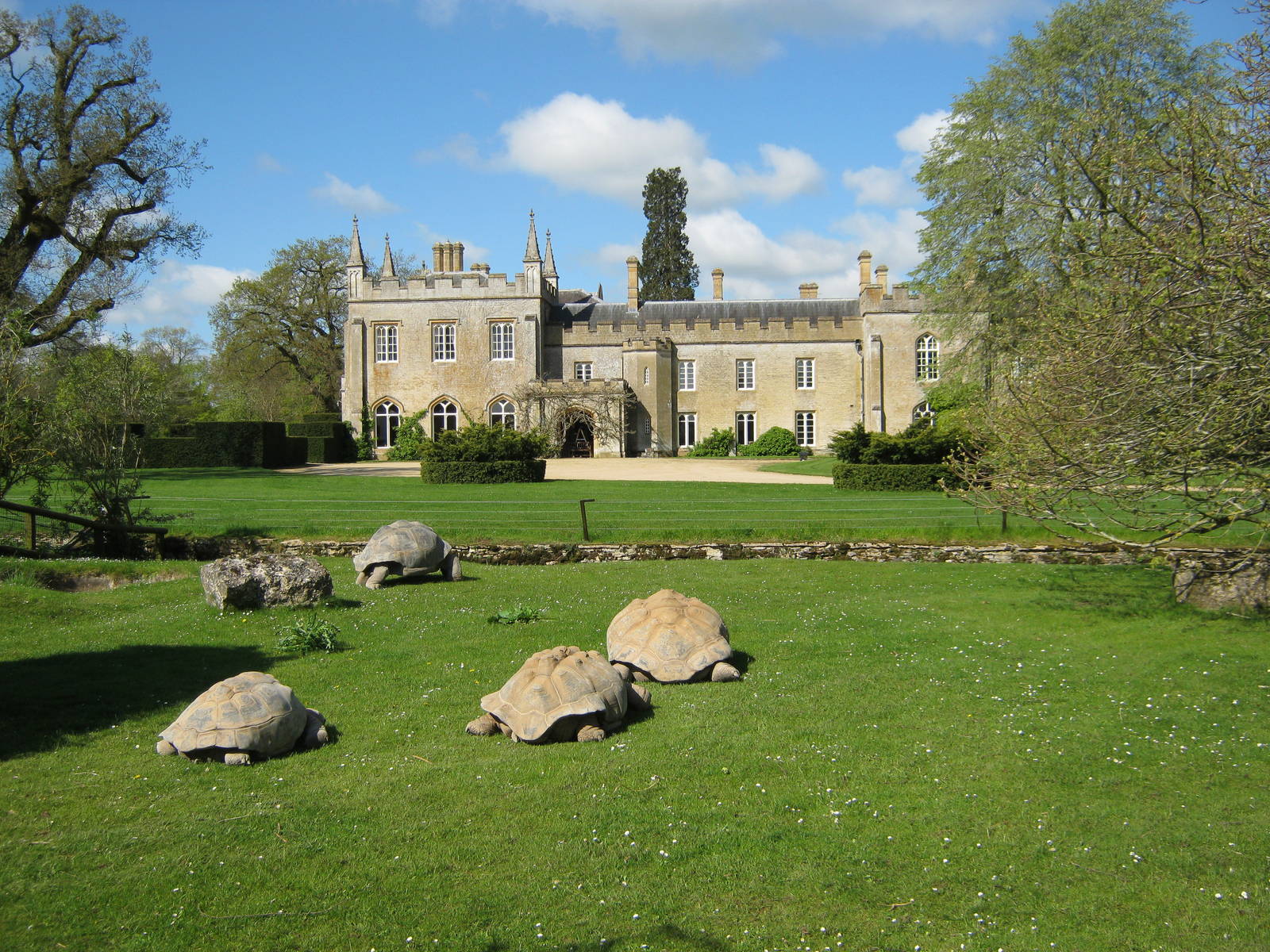 Giant Tortoises 2012