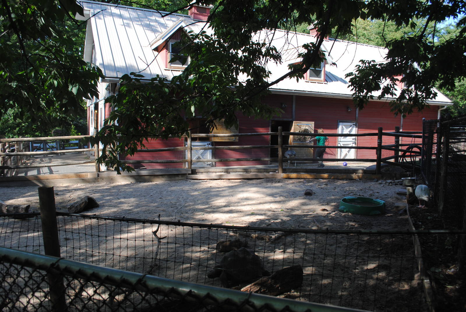 Giant Tortoises/Coscoroba exhibit (Children's zone) with Rhea pen behind