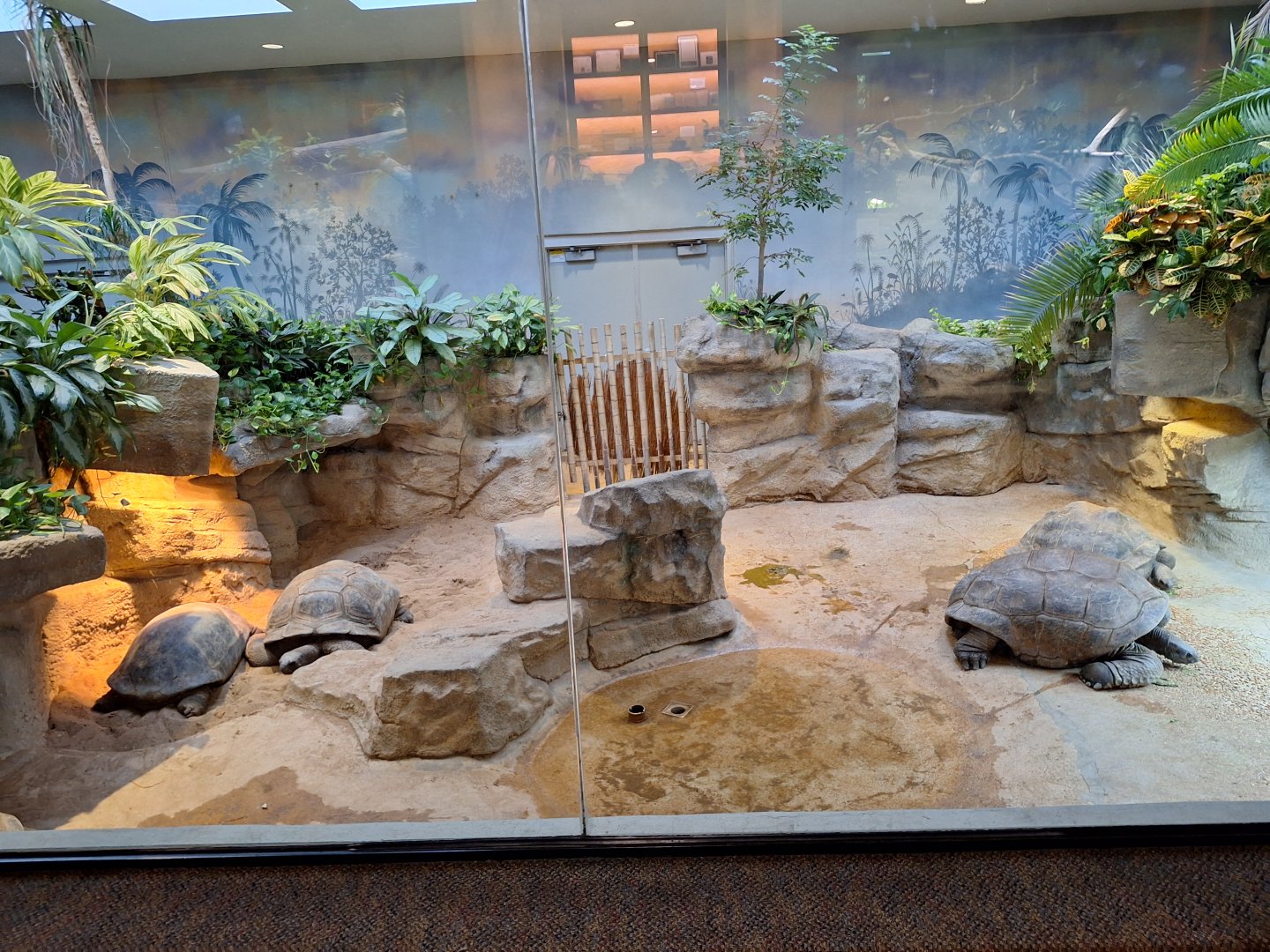 Giant tortoises enclosure