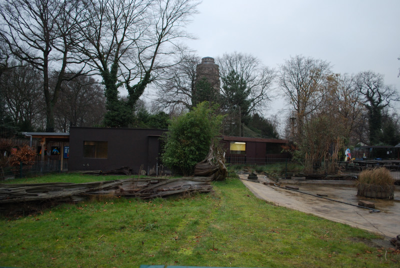 Giant tortoises outside