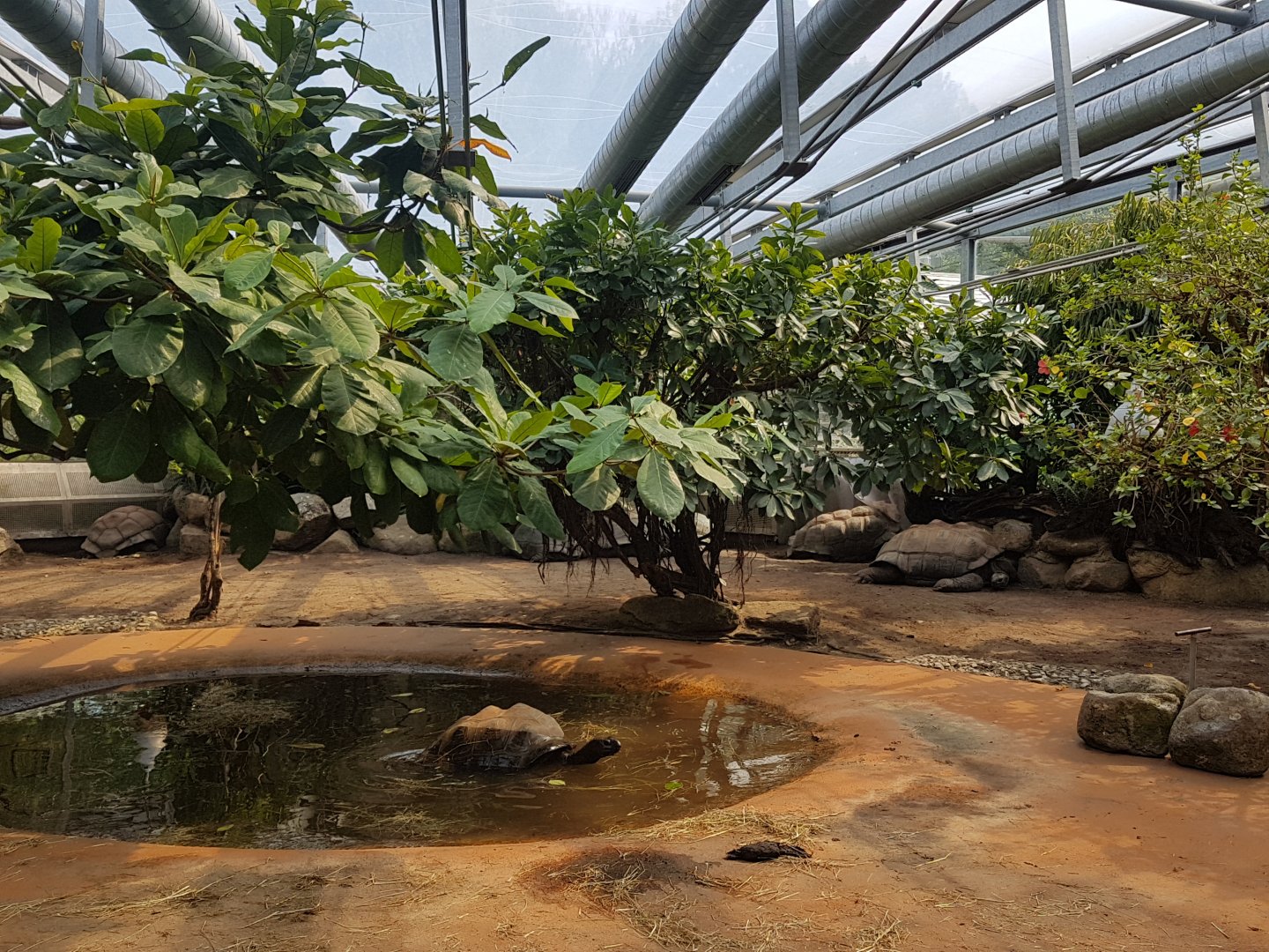Giant Tortoises, Turtle House