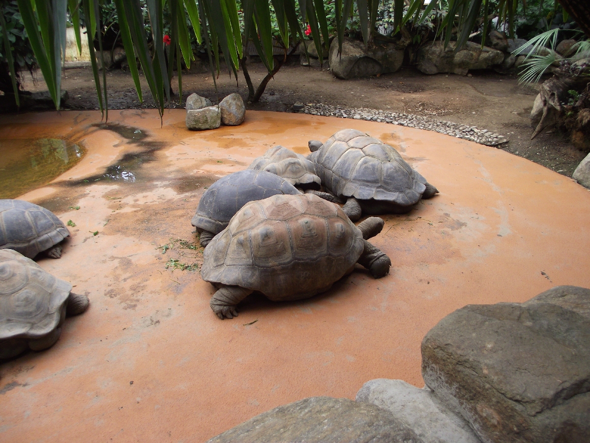 Giant Tortoises