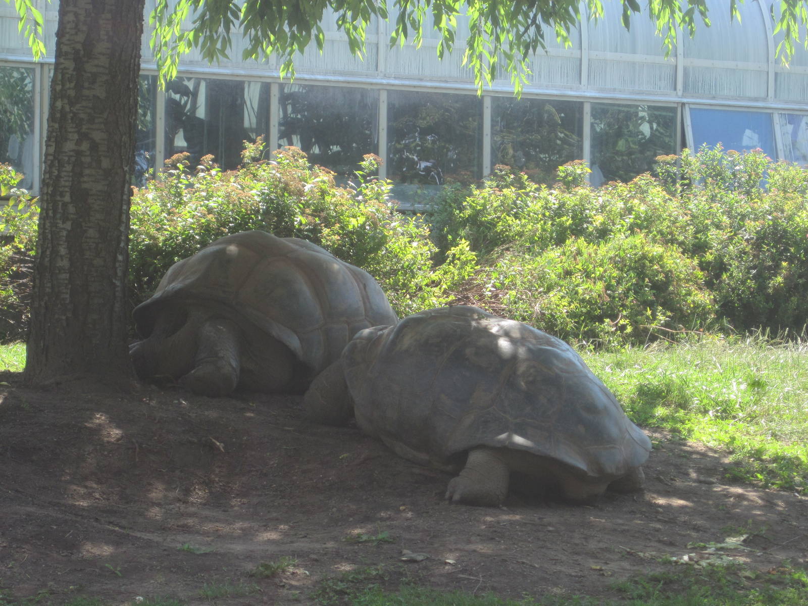 Giant Tortoises