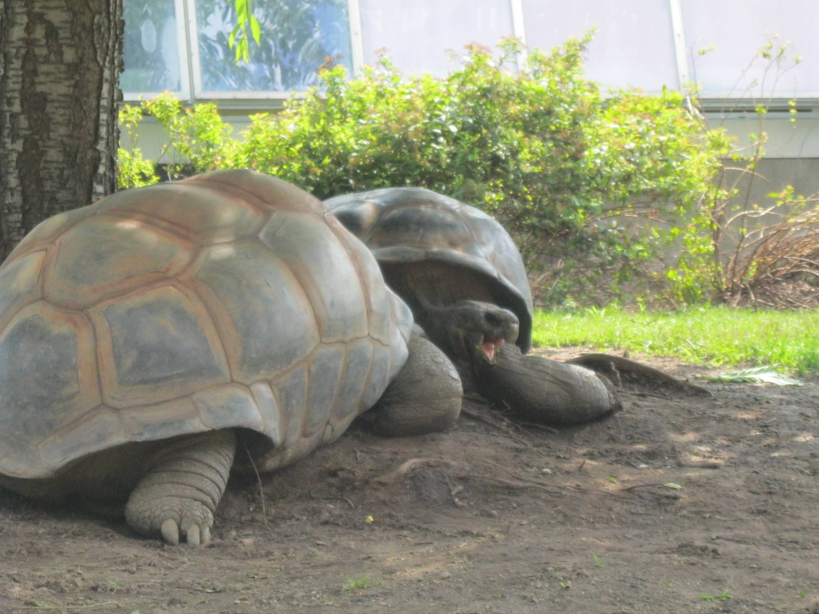 Giant Tortoises
