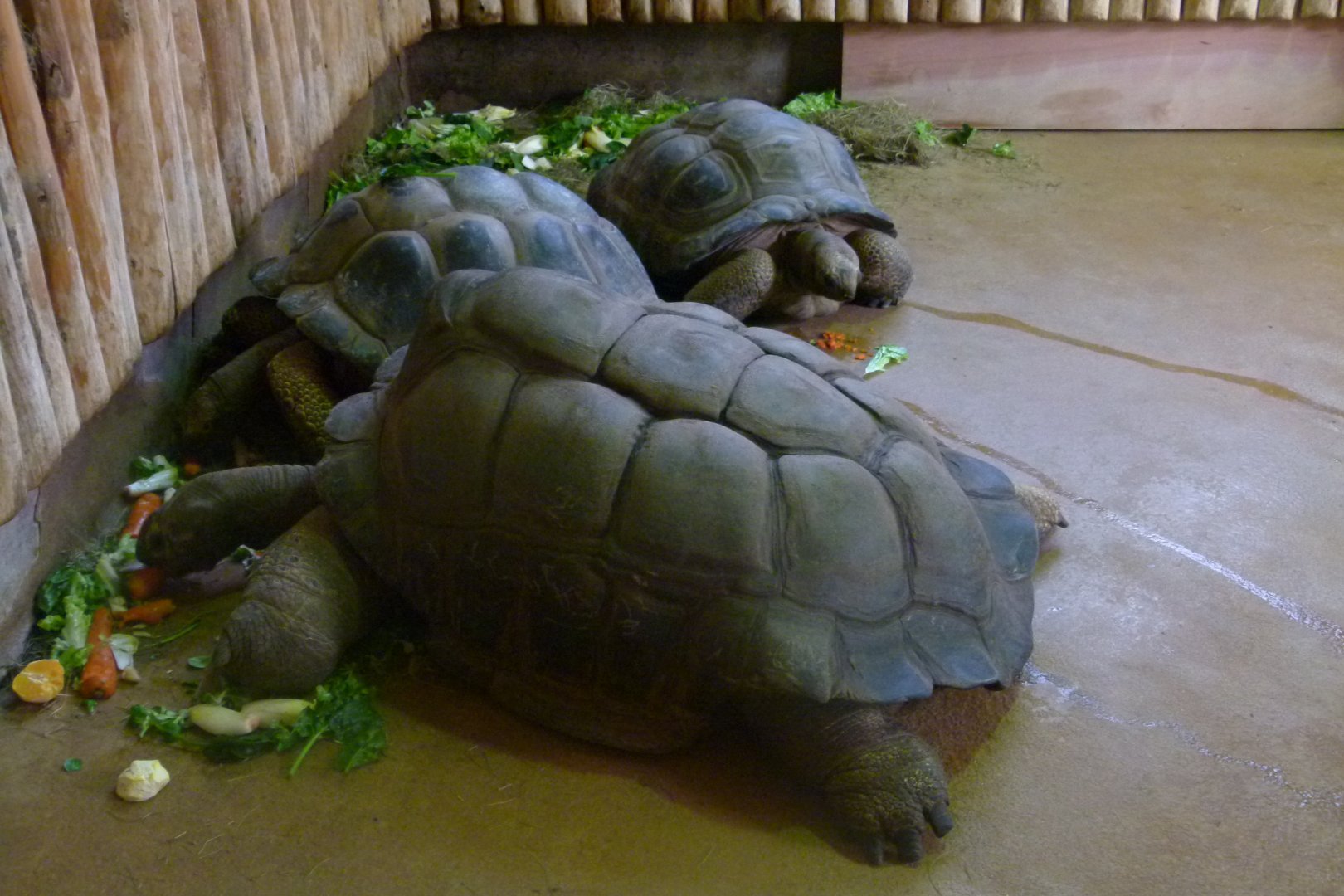 Giant Tortoises