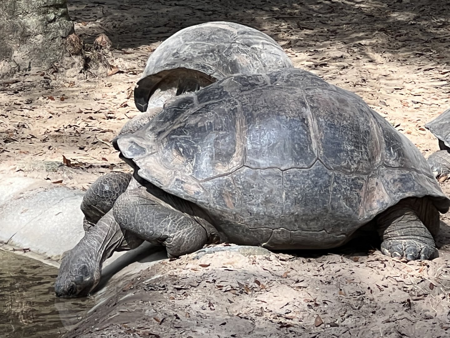 Giant Tortoises