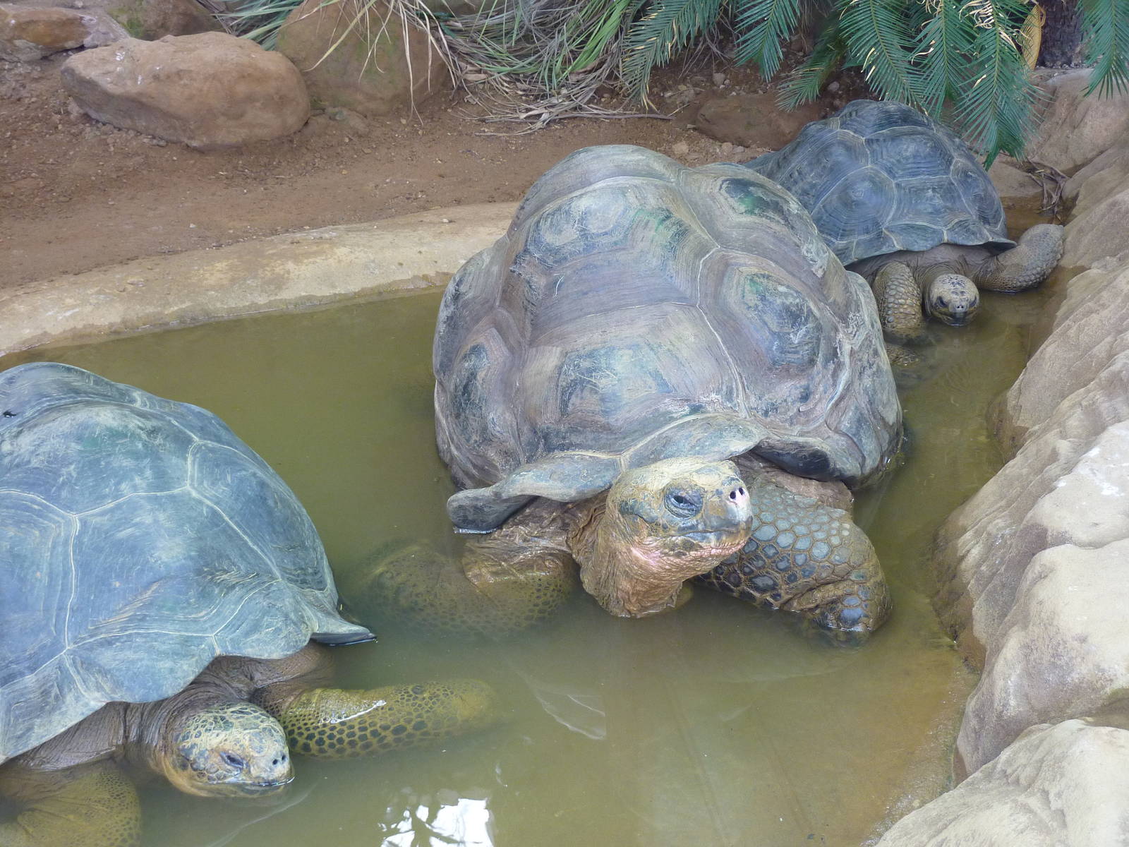 Giant tortoises