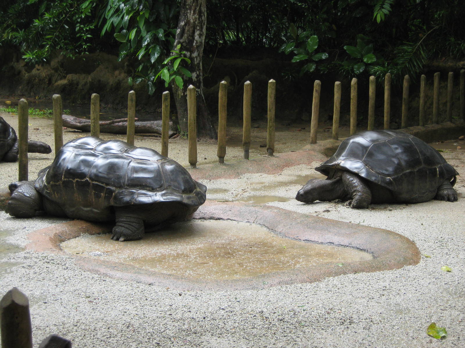 giant tortoises