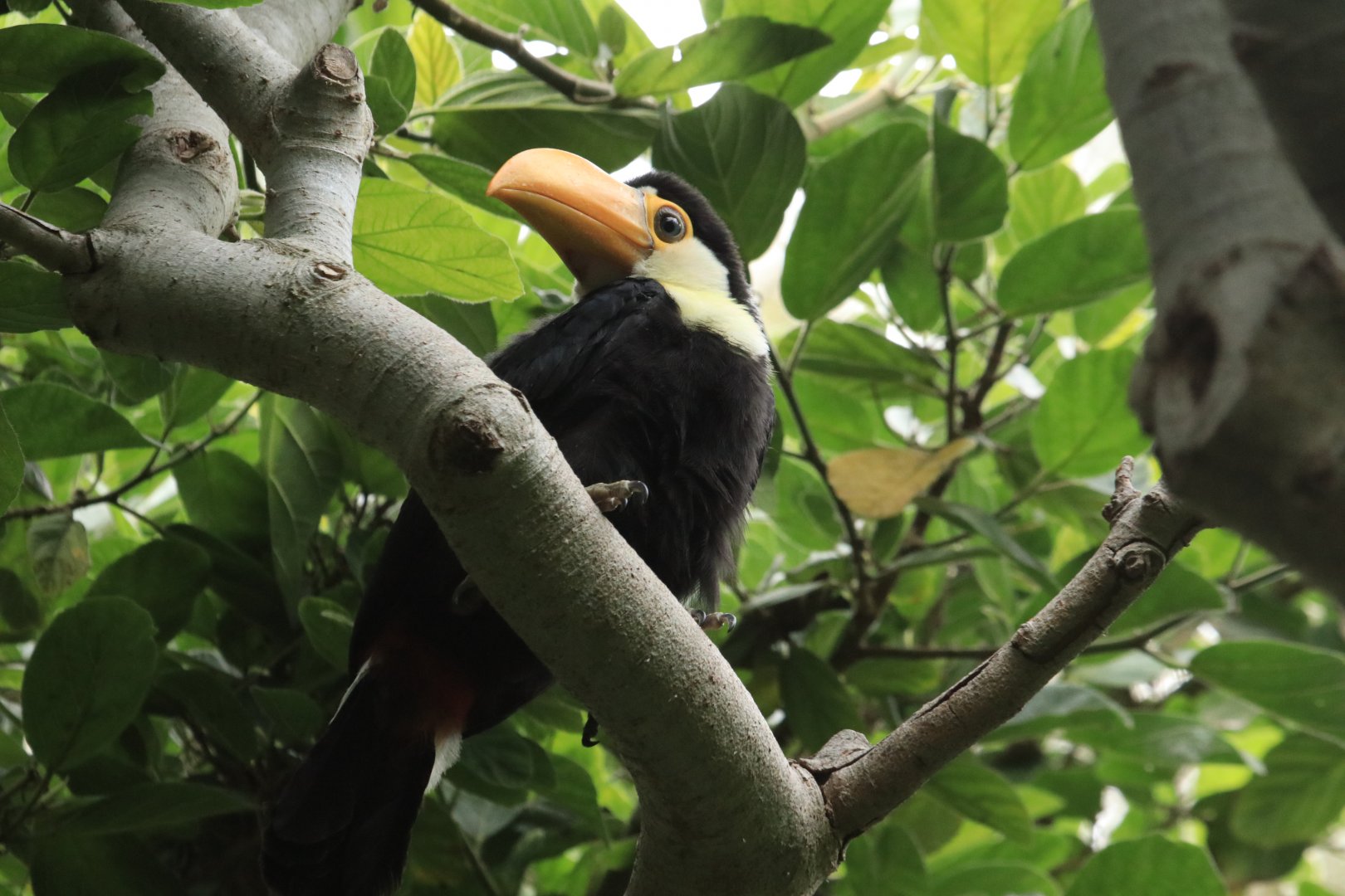 Giant toucan (June 2019)