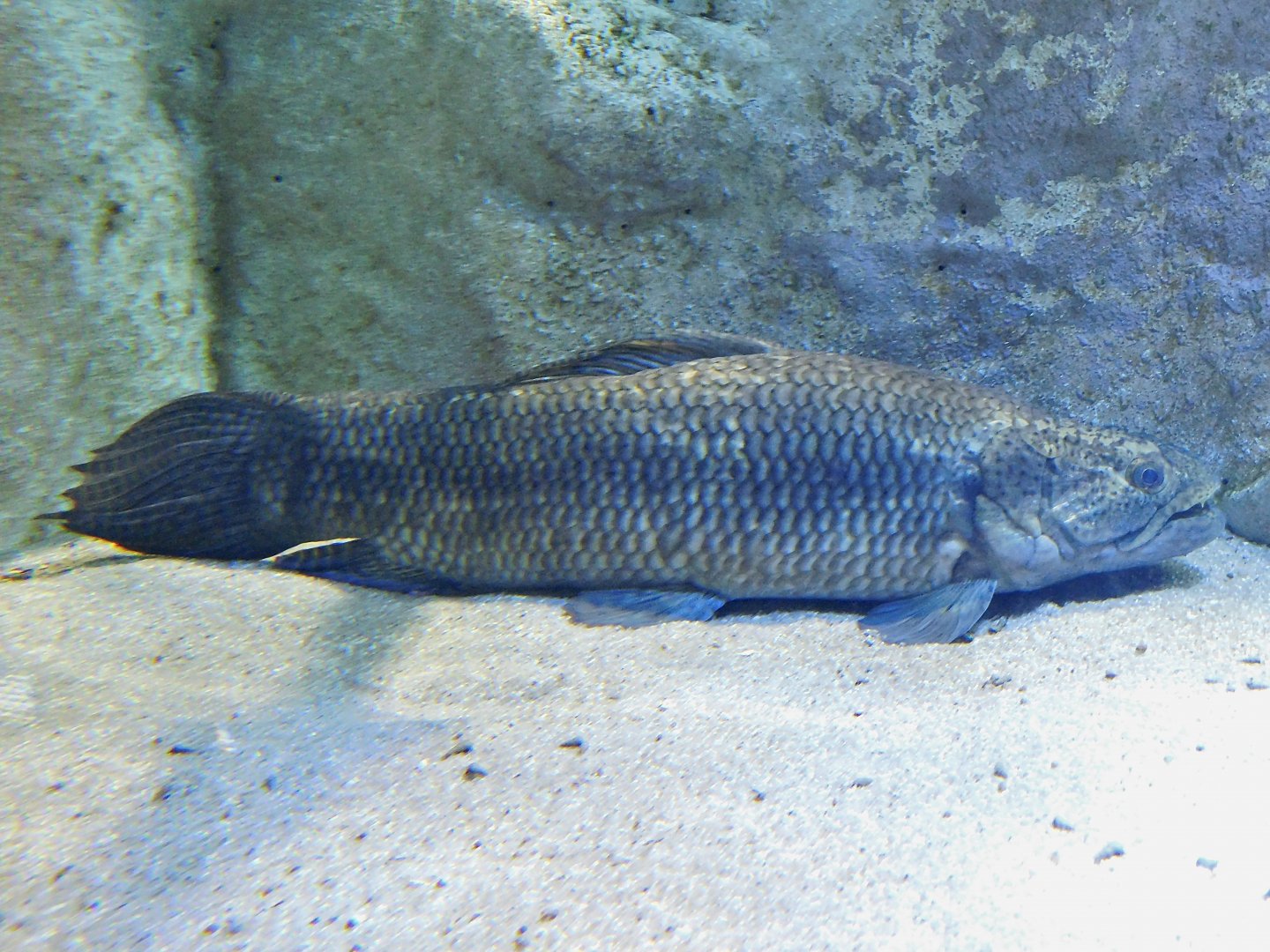 Giant Trahira (Hoplias macrophthalmus) Kawasui Kawasaki Aquarium August 15, 2025