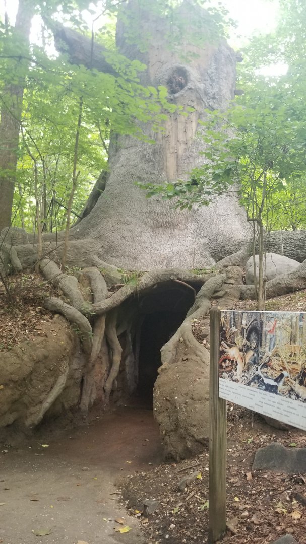 Giant tree exhibit