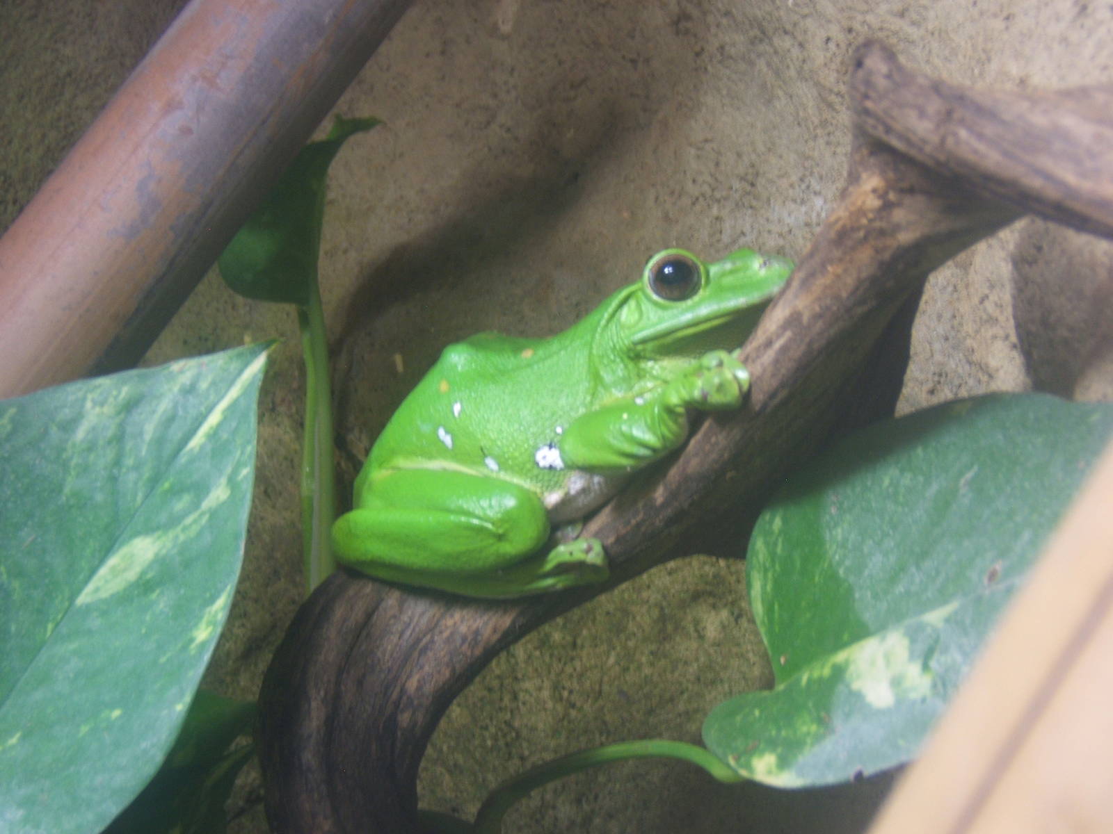 Giant Tree Frog (Litoria infrafrentata)