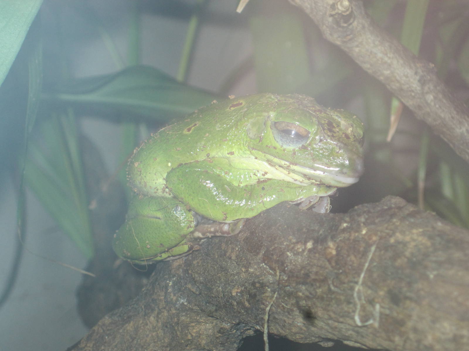 Giant Tree Frog