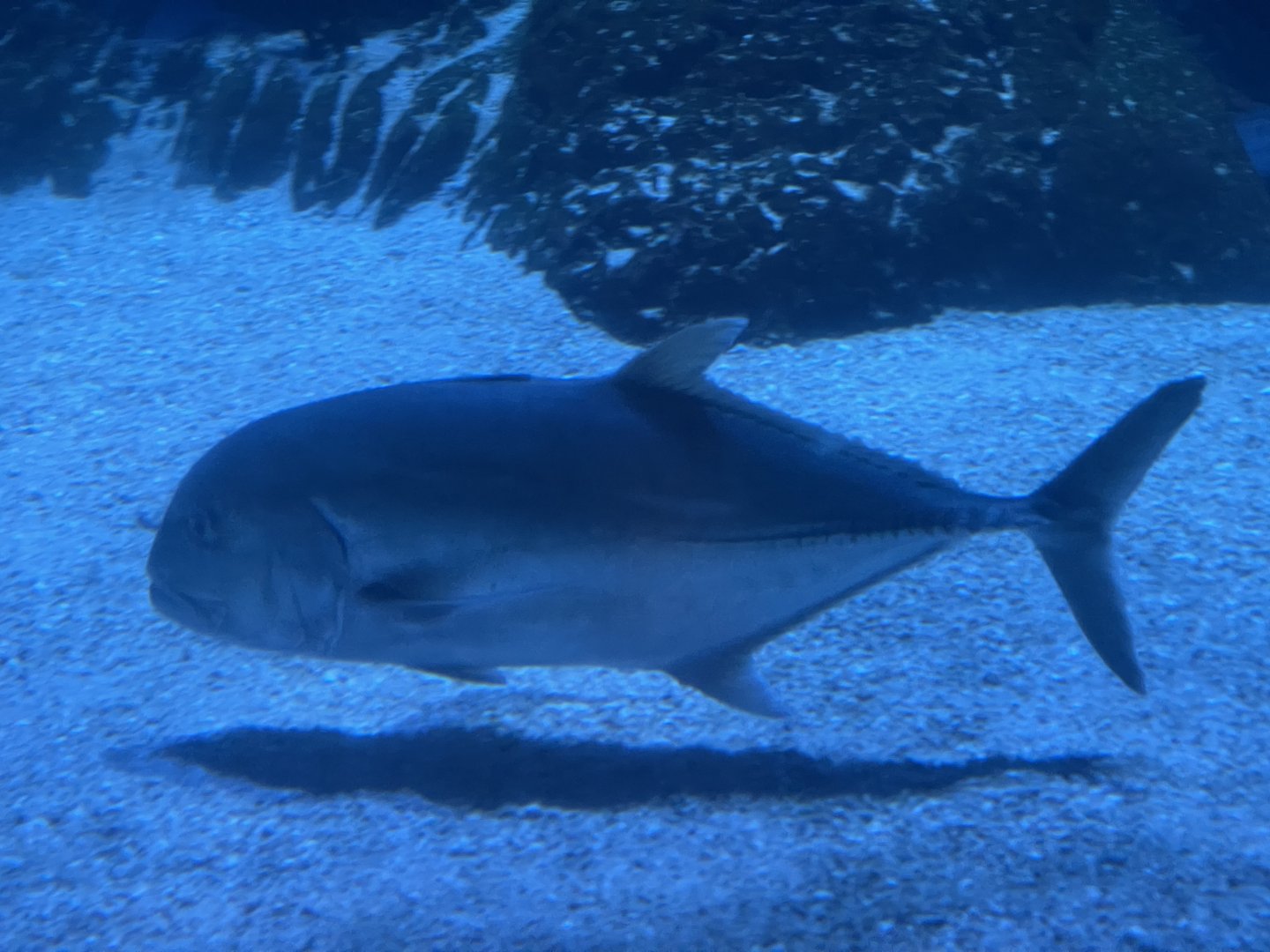 giant trevally (caranx ignobilis) (1)