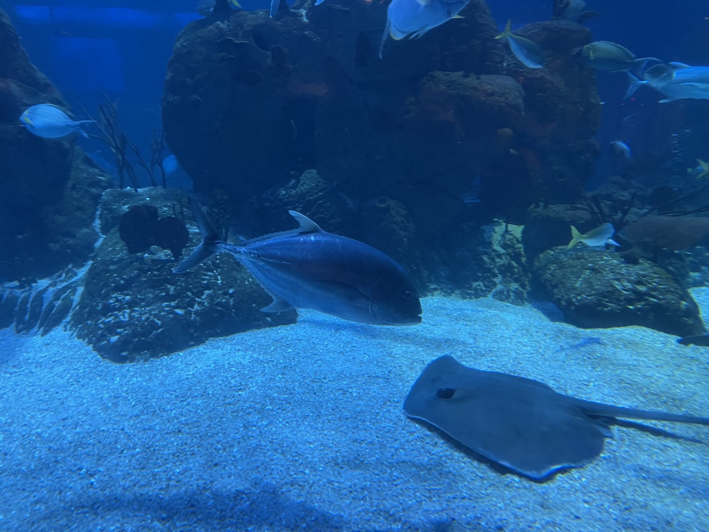 giant trevally (caranx ignobilis) (2)
