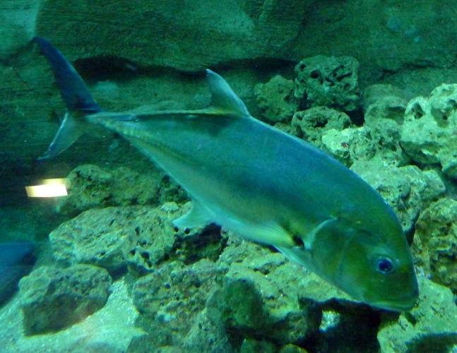 Giant trevally (Caranx ignobilis) I think??