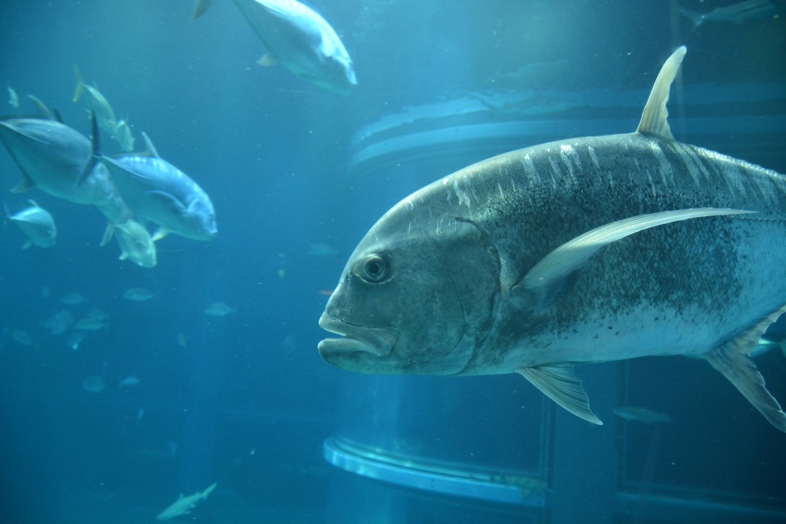 Giant trevally (Caranx ignobilis)