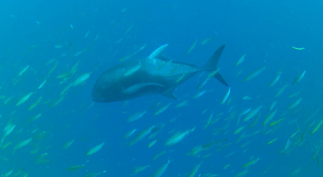 Giant Trevally (Caranx ignobilis)