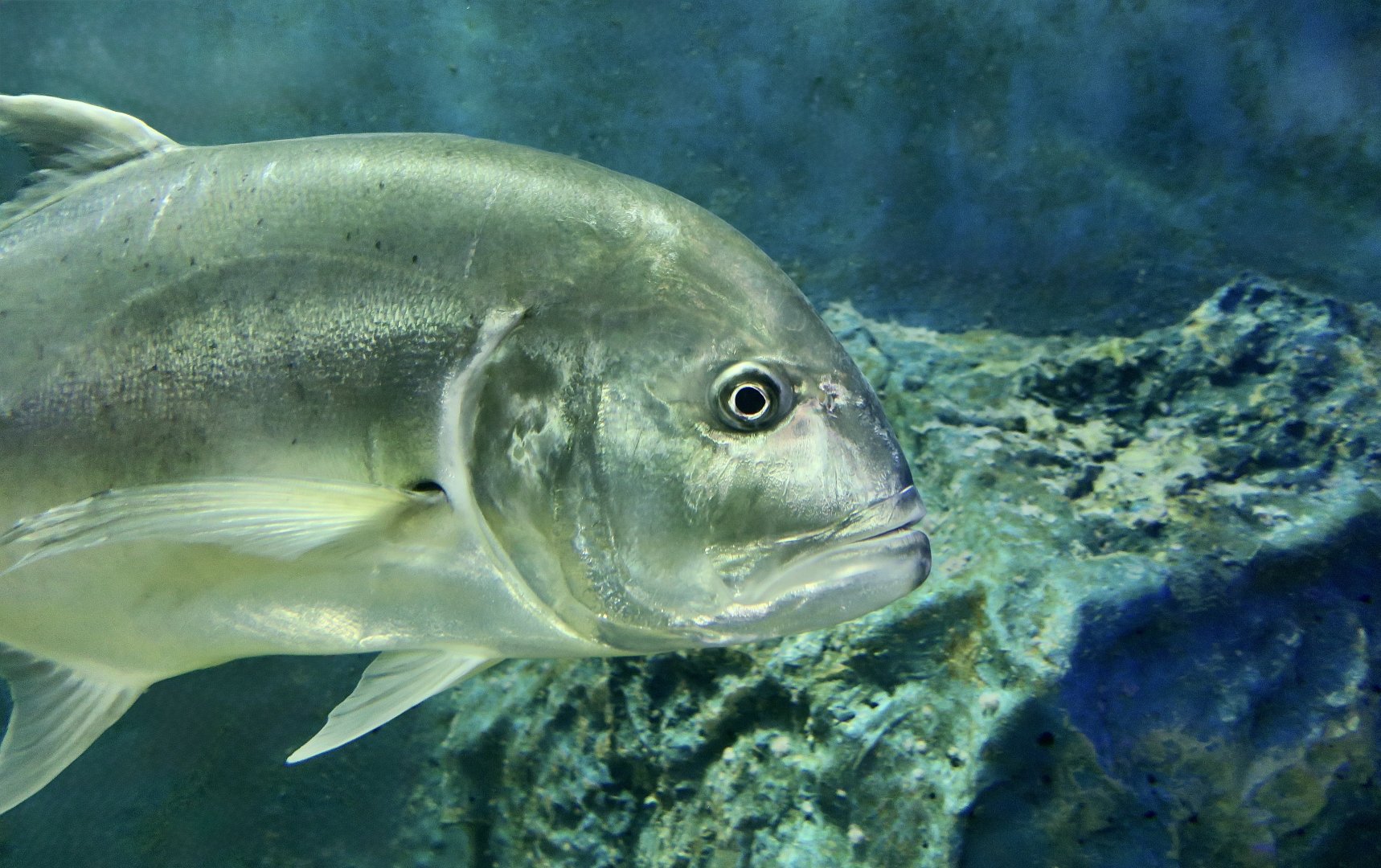 Giant Trevally (Caranx ignobilis)