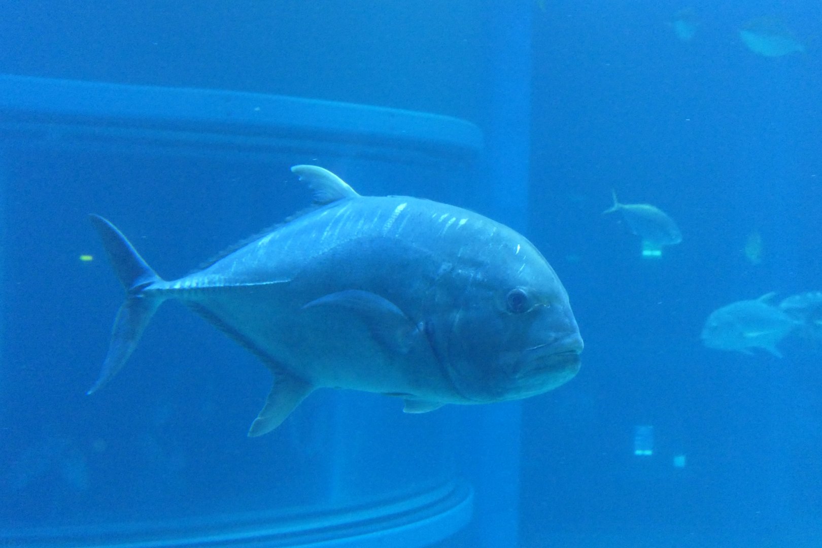 Giant Trevally (Caranx ignobilis)
