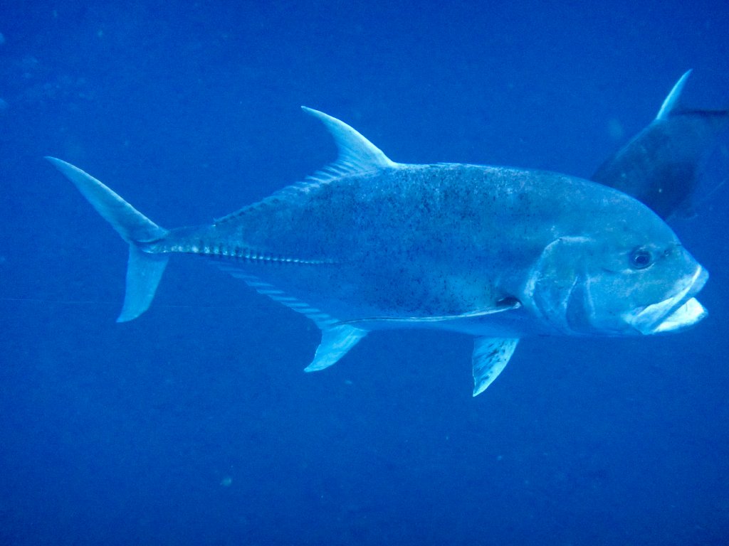 Giant Trevally