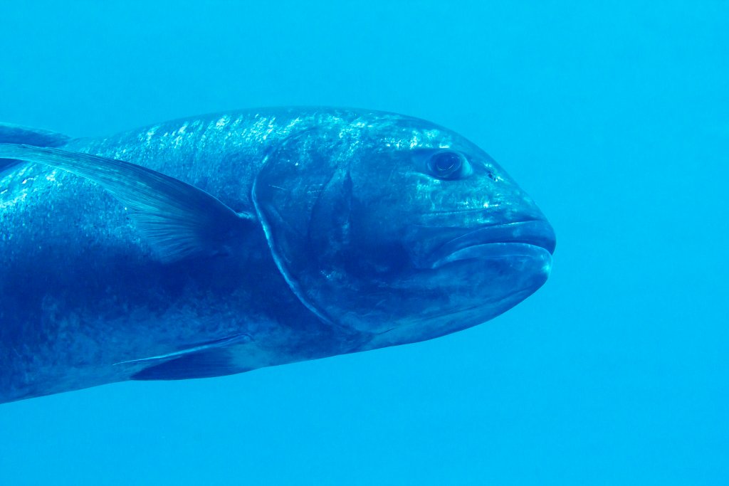Giant Trevally