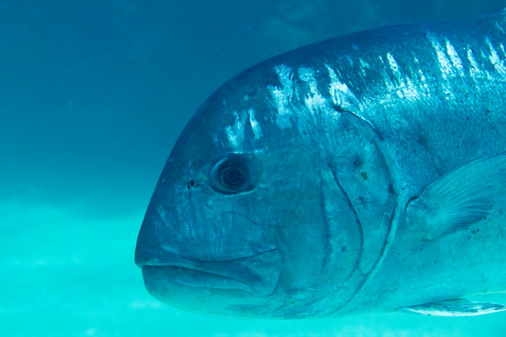 Giant Trevally