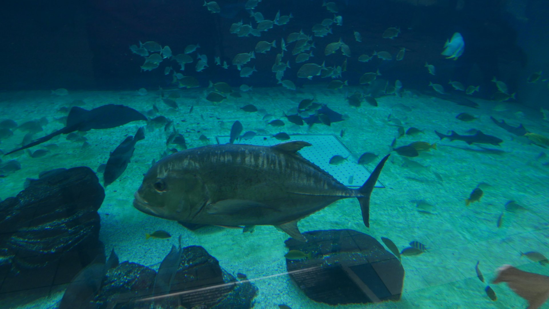 Giant Trevally