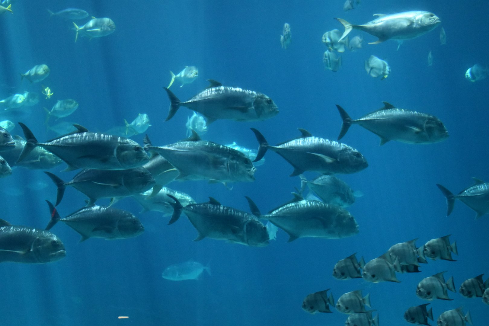 Giant Trevally