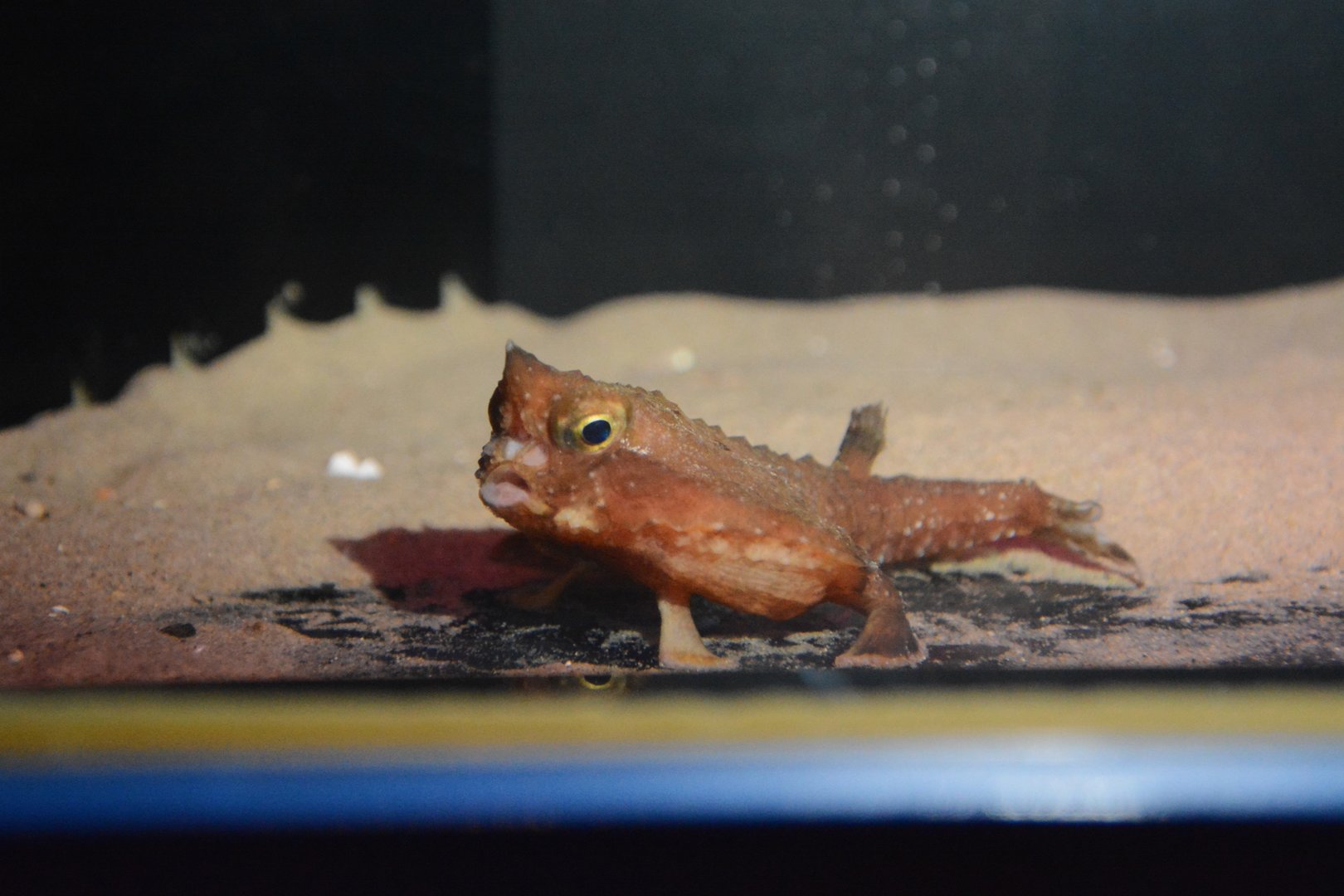 Giant triangular batfish (Malthopsis gigas)