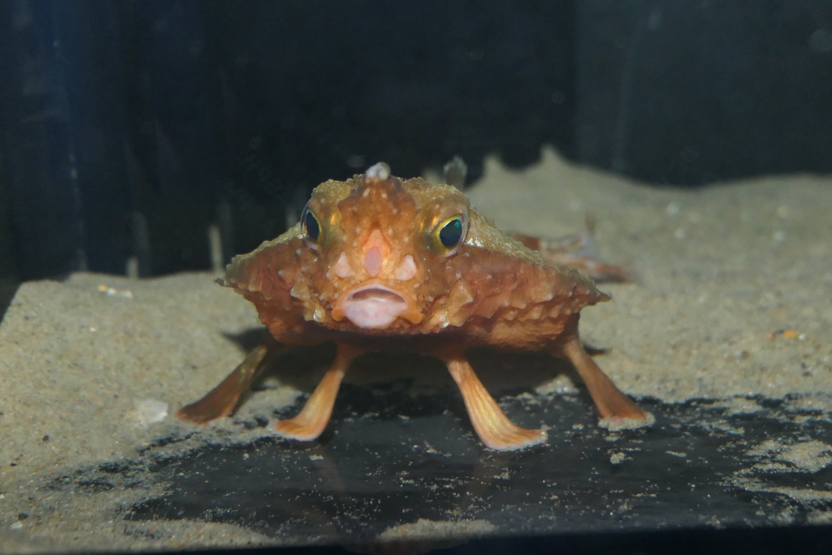 Giant Triangular Batfish (Malthopsis gigas)
