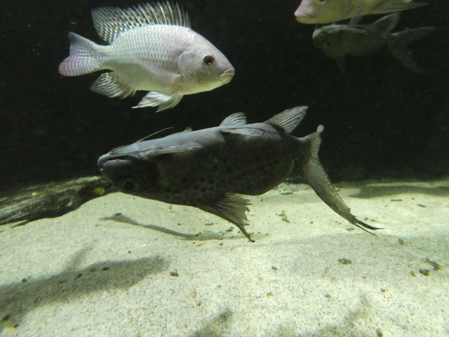 Giant upside-down catfish (Synodontis batensoda)