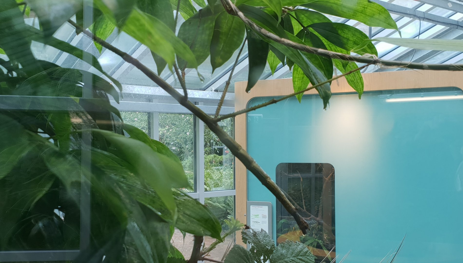 Giant Vietnamese stick insect - Phryganistri heusii yentuensis