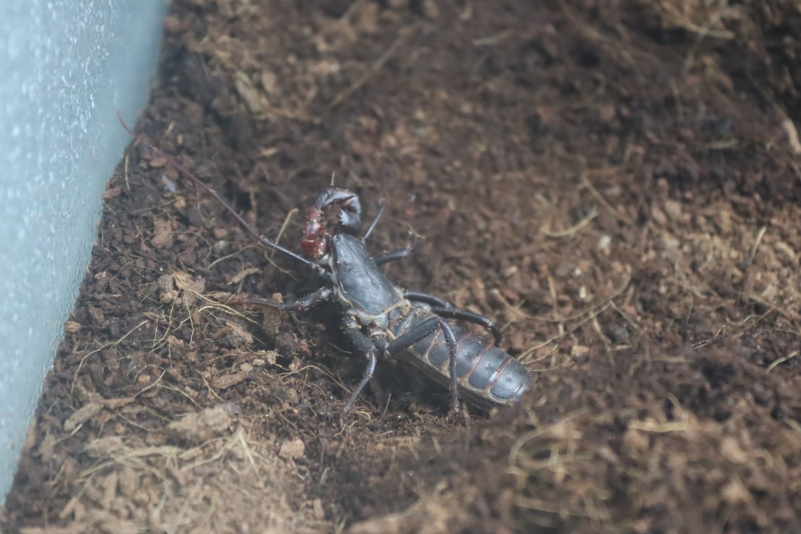 Giant Vinegaroon (Mastigoproctus giganteus)